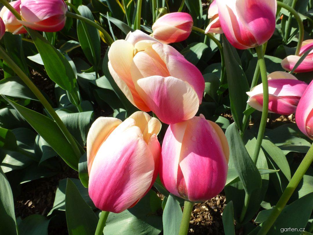 Tulipa Marit (tulipán) Tulipa Marit (tulipán)