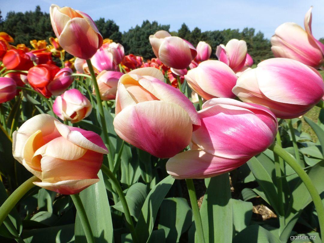 Tulipa Marit (tulipán) Tulipa Marit (tulipán)