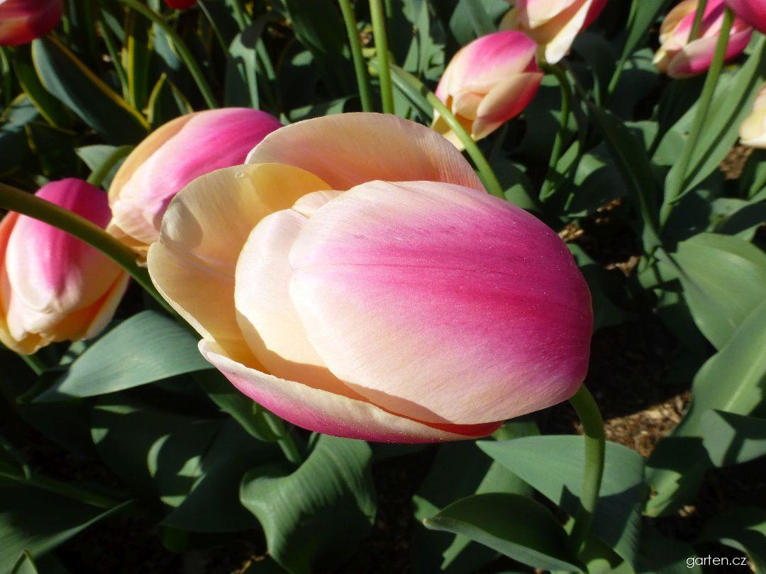 Tulipa Marit (tulipán) Tulipa Marit (tulipán)