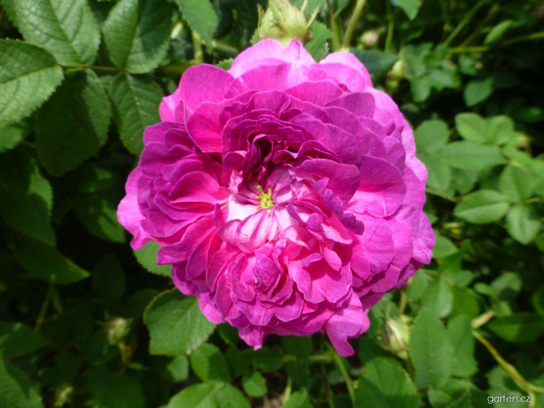 Rosa Belle de Crecy Roeser, 1829 (růže) Rosa Belle de Crecy Roeser, 1829 (růže)