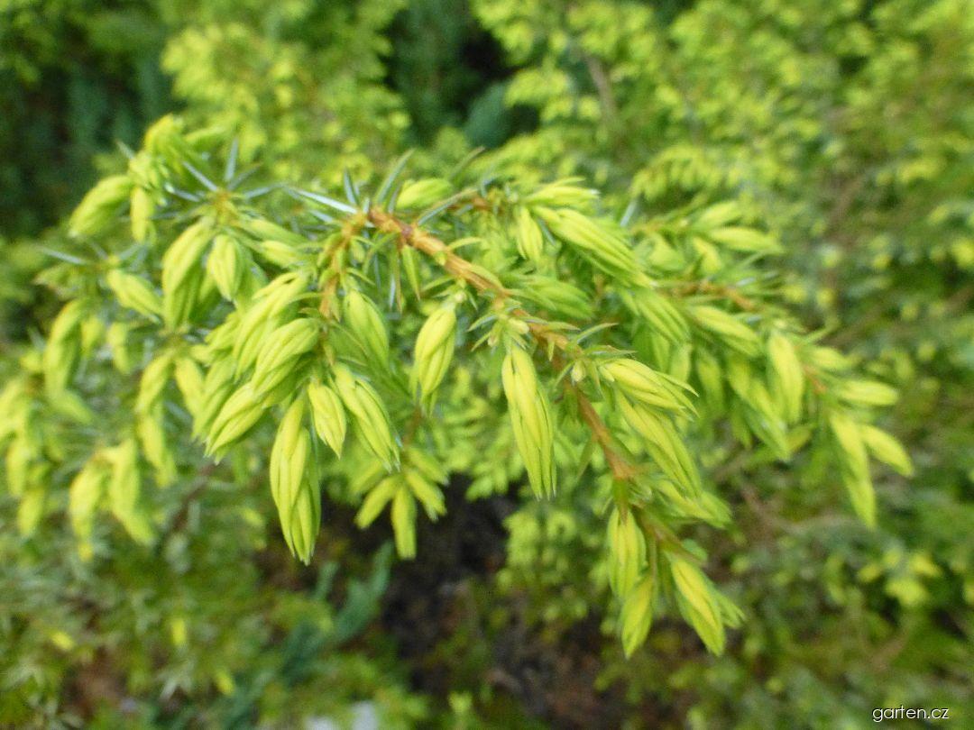 Juniperus communis Depressa Aurea (jalovec obecný) Juniperus communis Depressa Aurea (jalovec obecný)