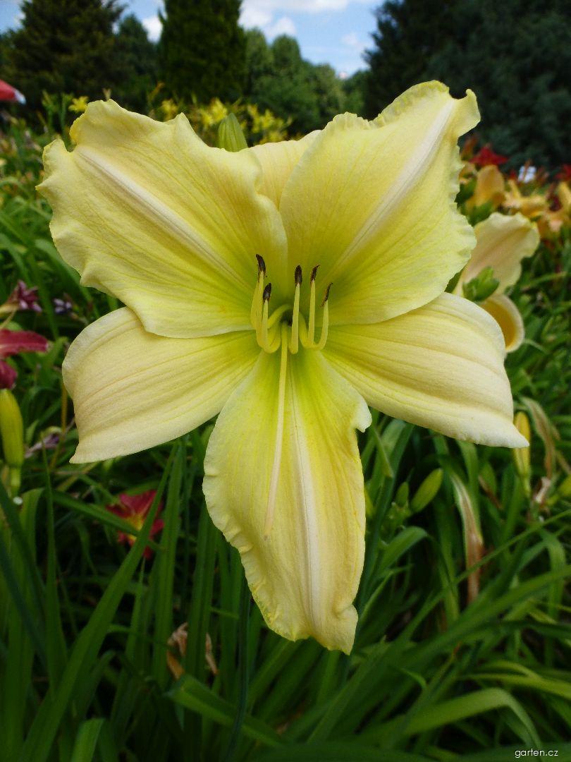 Hemerocallis CZ Xena (denivka) Hemerocallis CZ Xena (denivka)