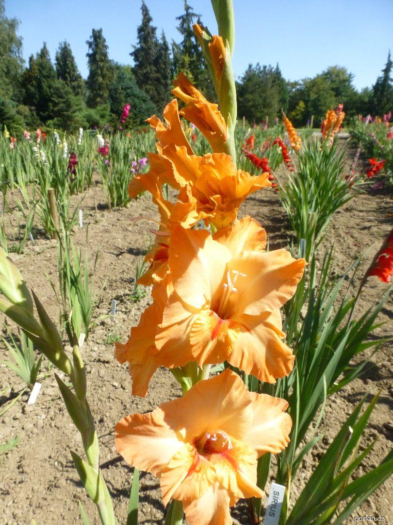 Gladiolus Simona (mečík) Gladiolus Simona (mečík)