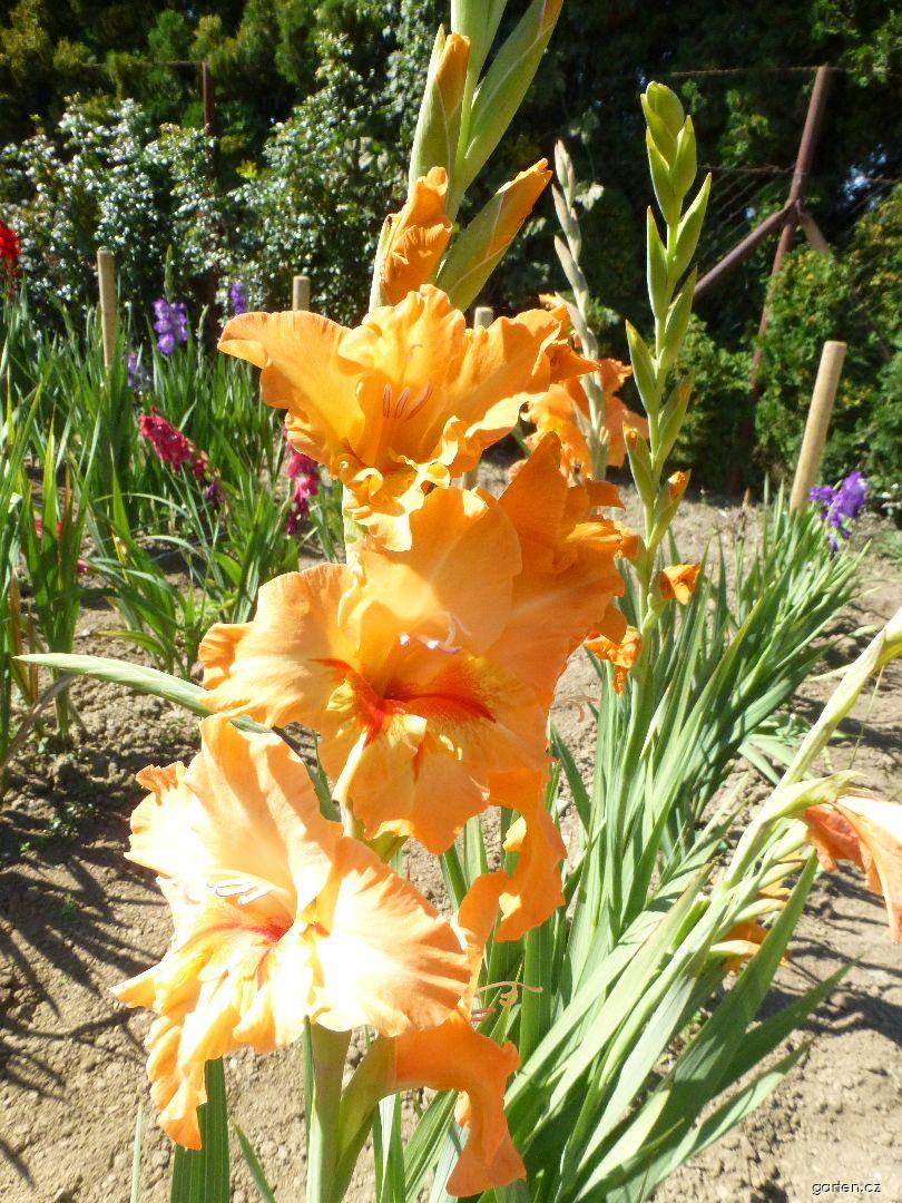 Gladiolus Simona (mečík) Gladiolus Simona (mečík)