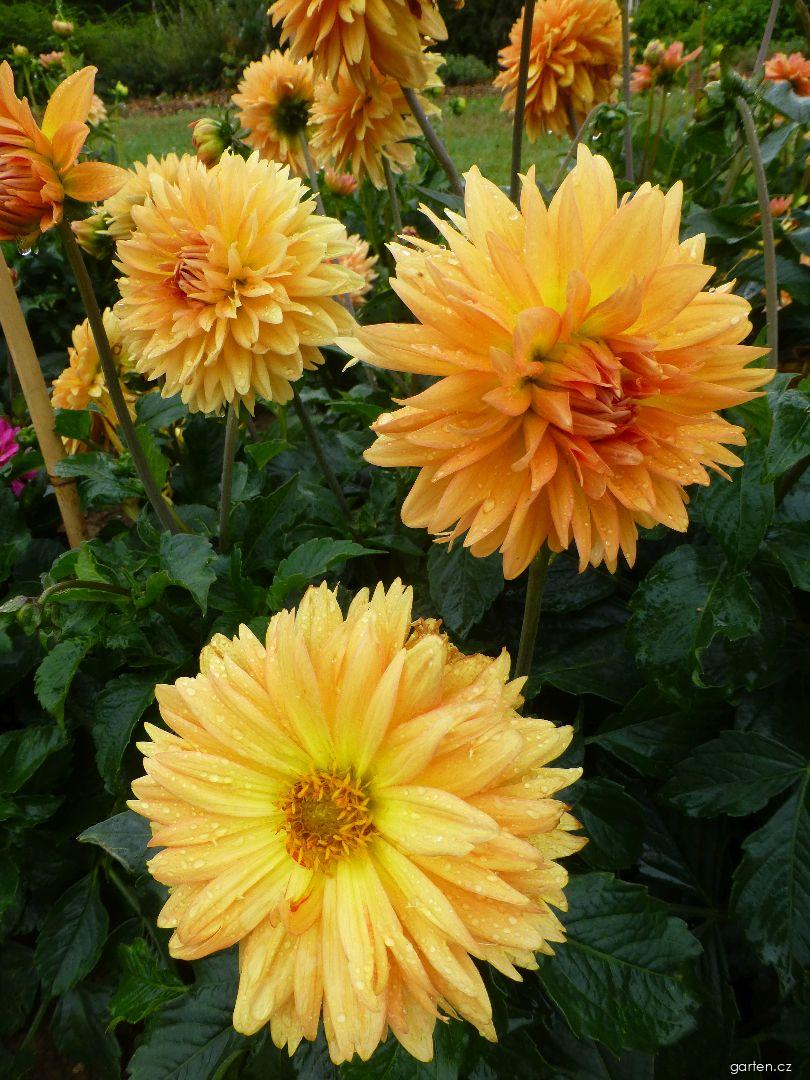 Dahlia Gilboa (jiřina) Dahlia Gilboa (jiřina)