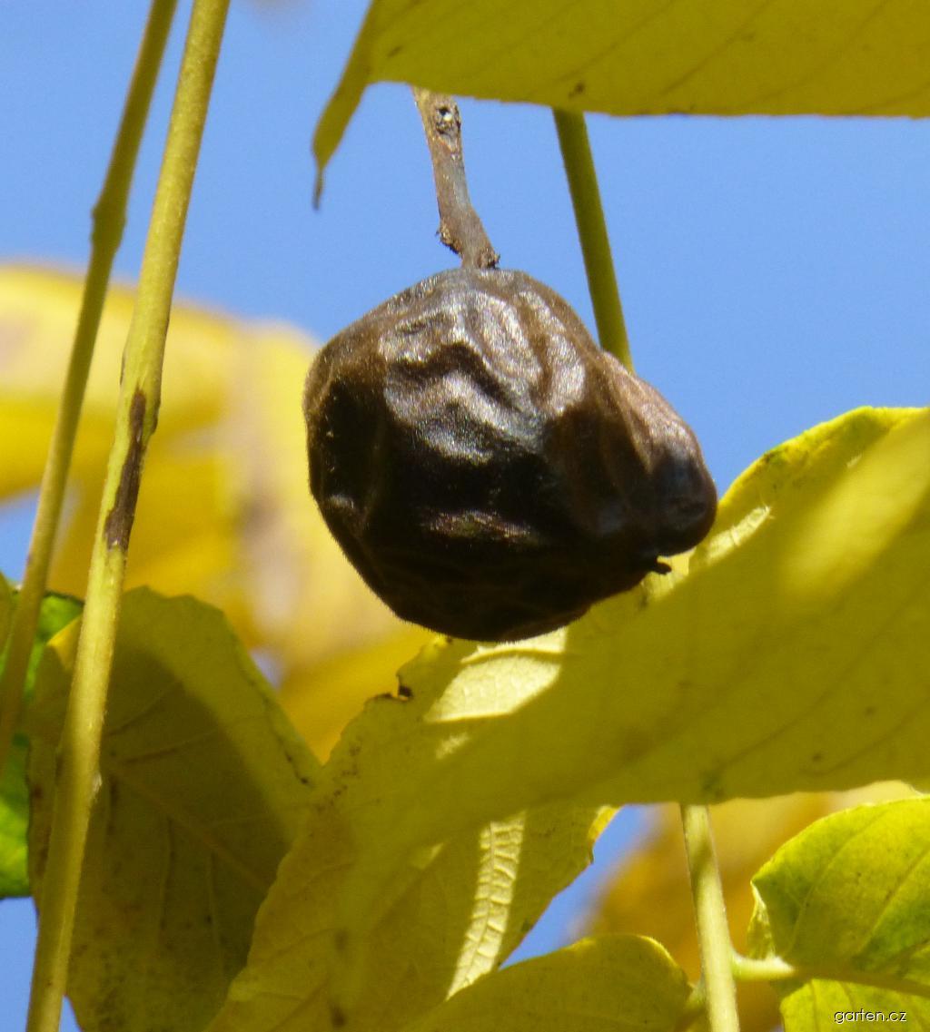 Juglans mandshurica (ořešák mandžuský) Juglans mandshurica (ořešák mandžuský)