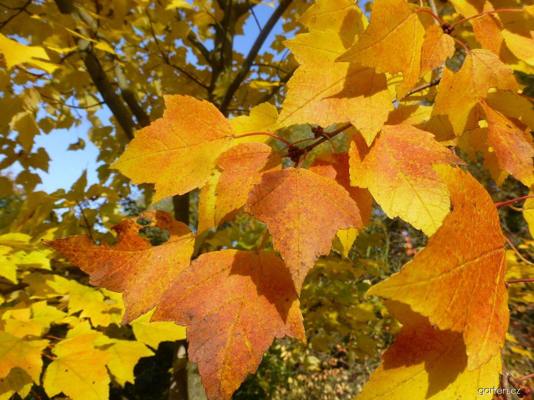 Acer rubrum Scanlon (javor červený) Acer rubrum Scanlon (javor červený)