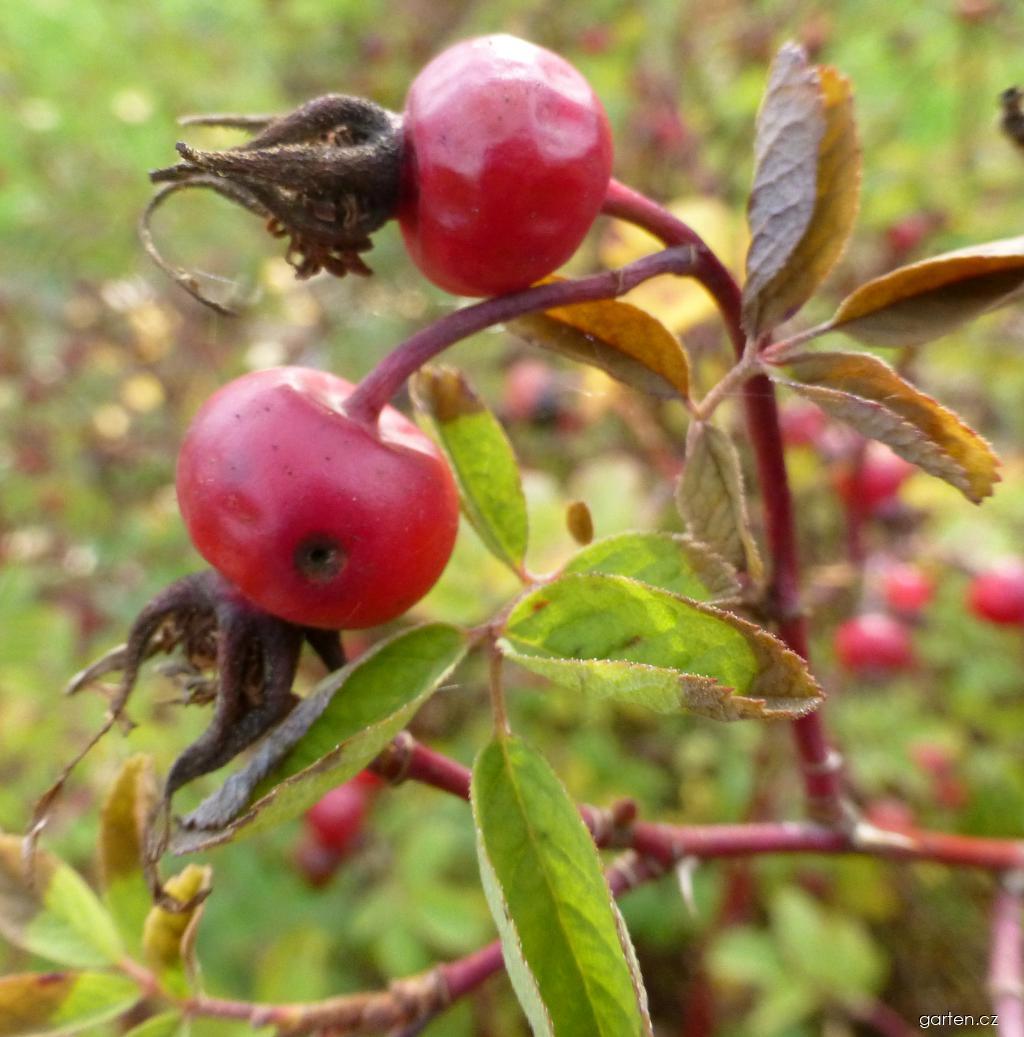 Rosa majalis Herrmann (růže májová) Rosa majalis Herrmann (růže májová)