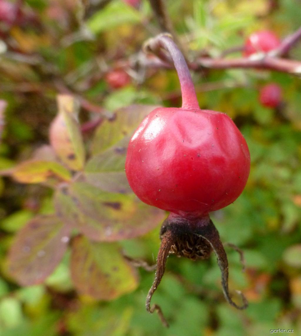 Rosa majalis Herrmann (růže májová) Rosa majalis Herrmann (růže májová)