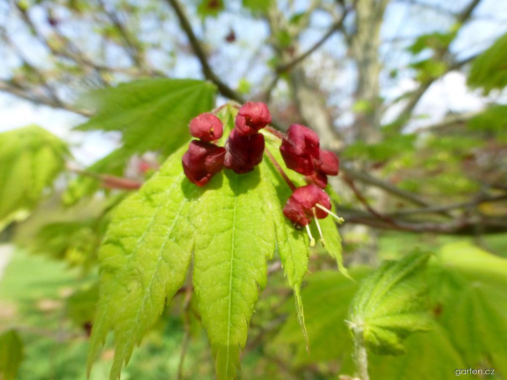 Acer japonicum Vitifolium (javor japonský) Acer japonicum Vitifolium (javor japonský)
