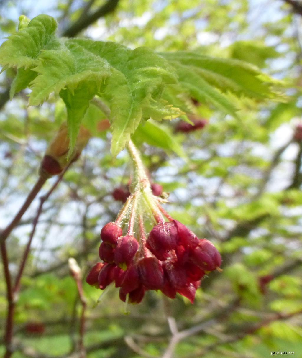 Acer japonicum Vitifolium (javor japonský) Acer japonicum Vitifolium (javor japonský)