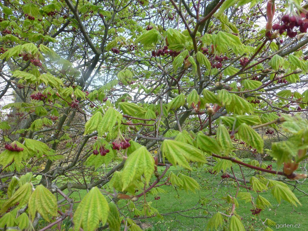 Acer japonicum Vitifolium (javor japonský) Acer japonicum Vitifolium (javor japonský)