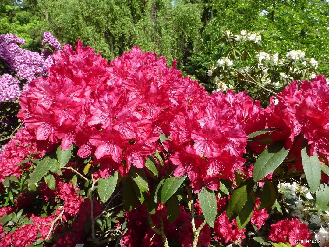Rhododendron Nicoline (pěnišník) Rhododendron Nicoline (pěnišník)