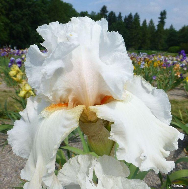 Iris barbata Bride s Blush (kosatec zahradní) Iris barbata Bride s Blush (kosatec zahradní)