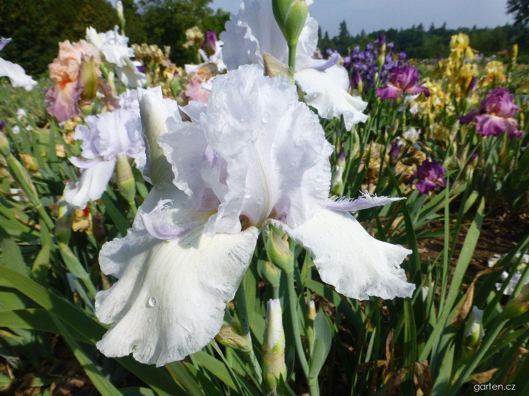 Iris barbata White Extra (kosatec zahradní) Iris barbata White Extra (kosatec zahradní)