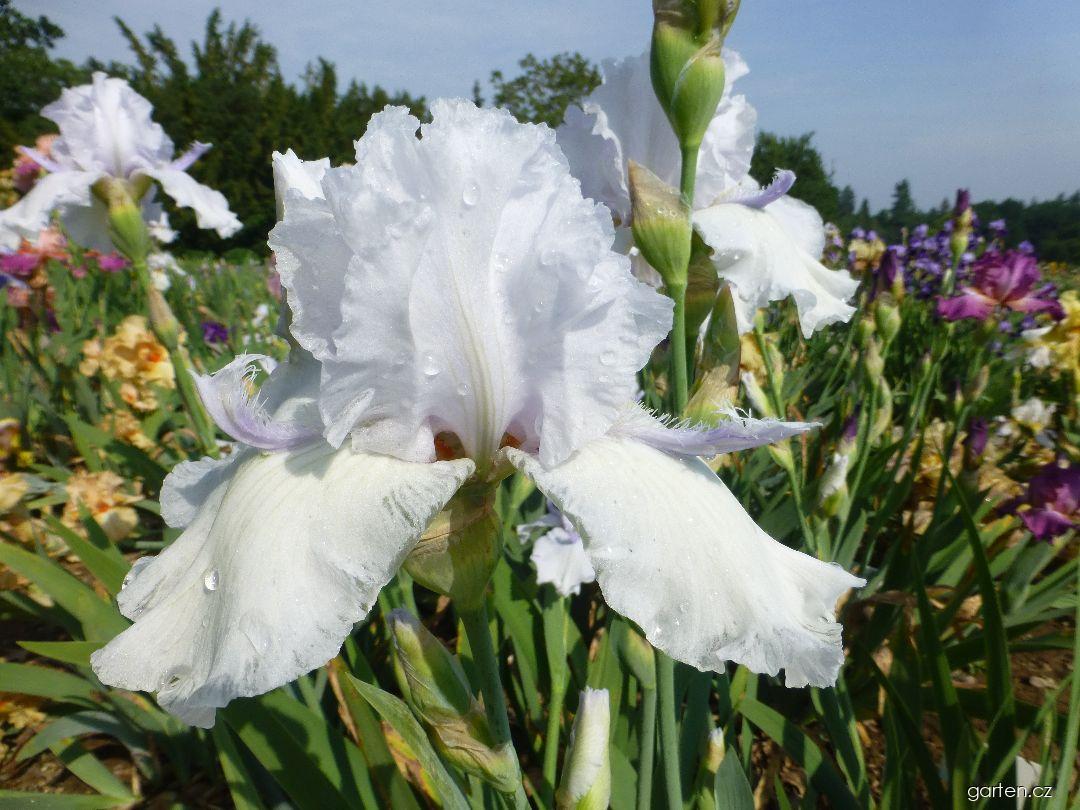 Iris barbata White Extra (kosatec zahradní) Iris barbata White Extra (kosatec zahradní)