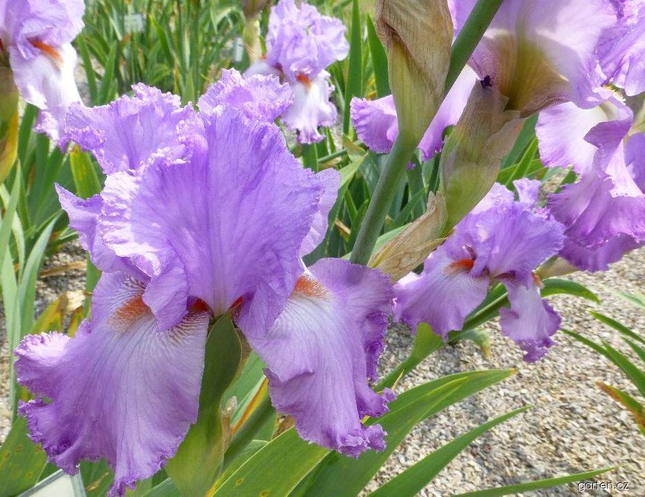 Iris barbata Elegabaal (kosatec zahradní) Iris barbata Elegabaal (kosatec zahradní)