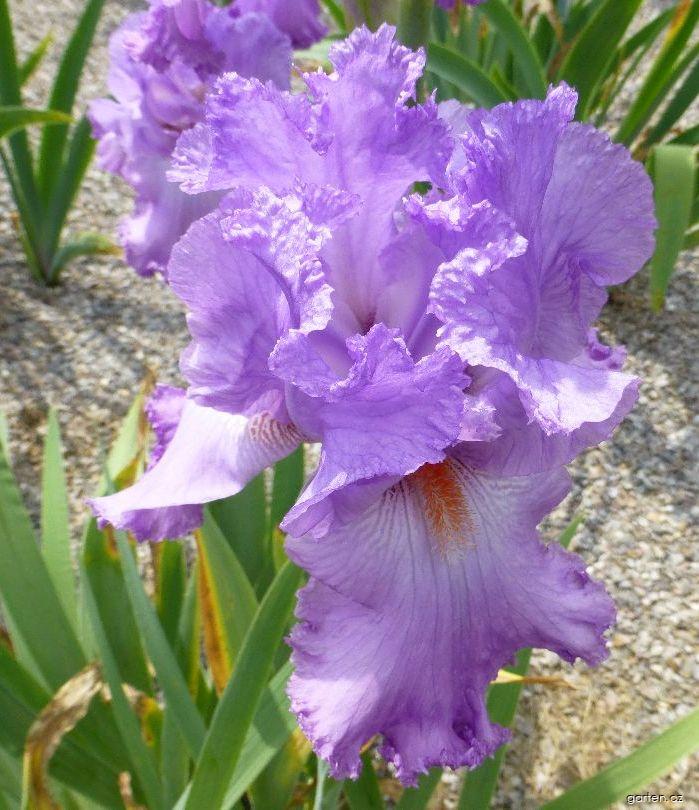 Iris barbata Elegabaal (kosatec zahradní) Iris barbata Elegabaal (kosatec zahradní)
