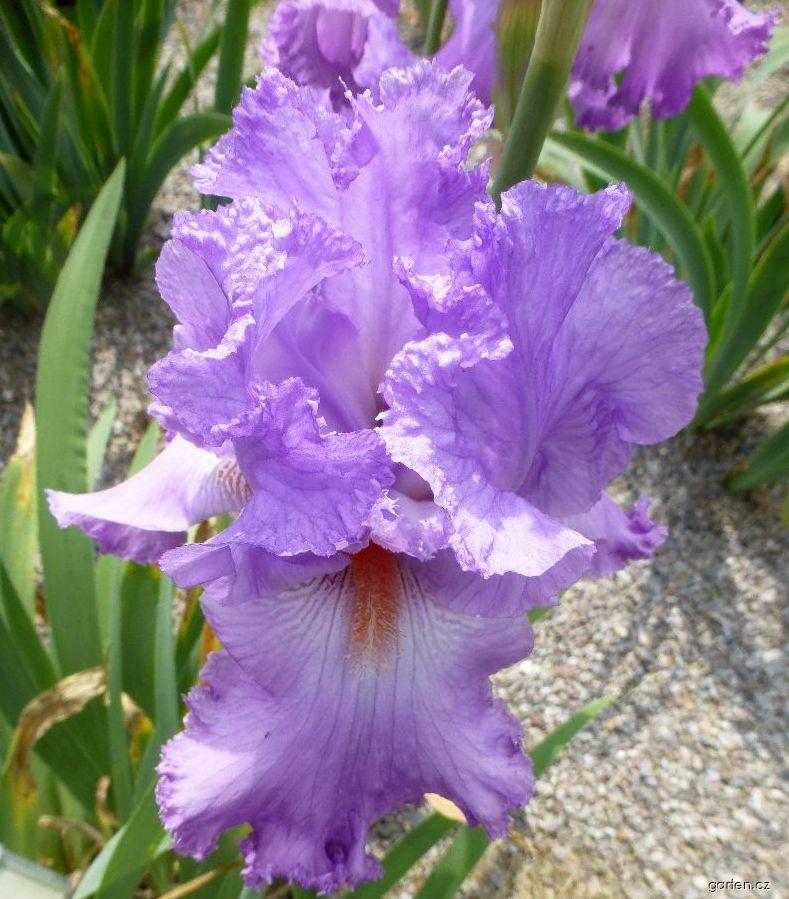 Iris barbata Elegabaal (kosatec zahradní) Iris barbata Elegabaal (kosatec zahradní)