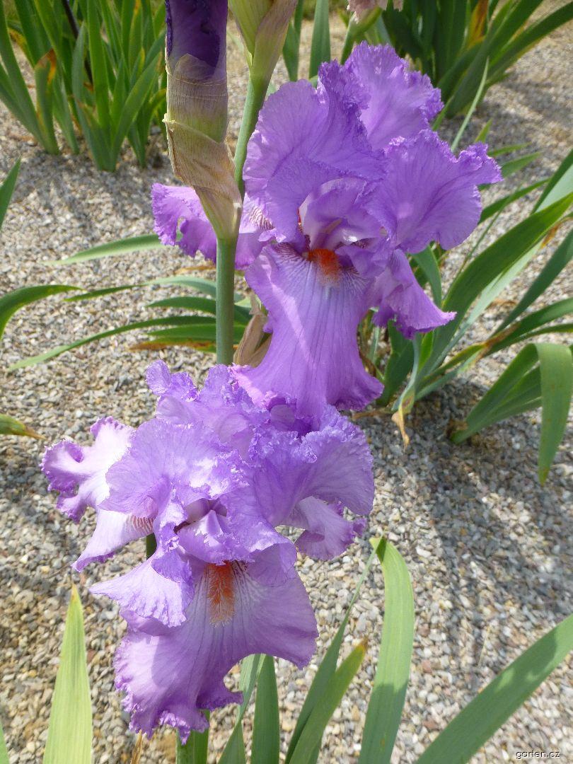 Iris barbata Elegabaal (kosatec zahradní) Iris barbata Elegabaal (kosatec zahradní)