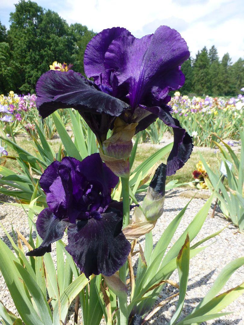 Iris barbata Black Madonna (kosatec zahradní) Iris barbata Black Madonna (kosatec zahradní)