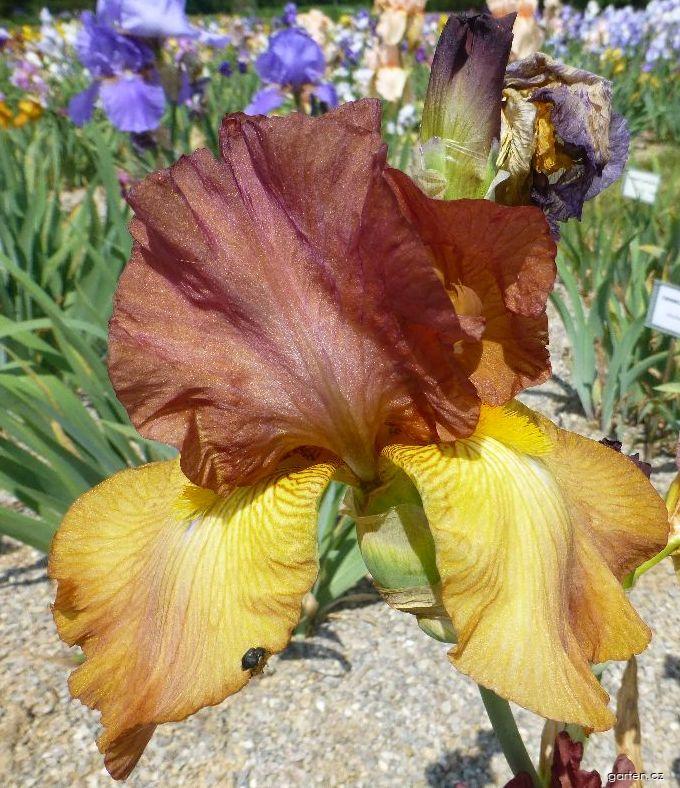 Iris barbata Dancing Rill (kosatec zahradní) Iris barbata Dancing Rill (kosatec zahradní)