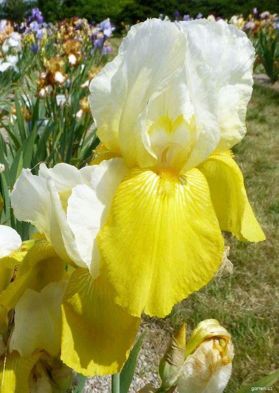 Iris barbata Jessie Viette (kosatec zahradní) Iris barbata Jessie Viette (kosatec zahradní)