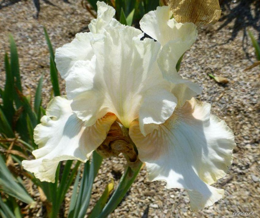 Iris barbata Coral Light (kosatec zahradní) Iris barbata Coral Light (kosatec zahradní)