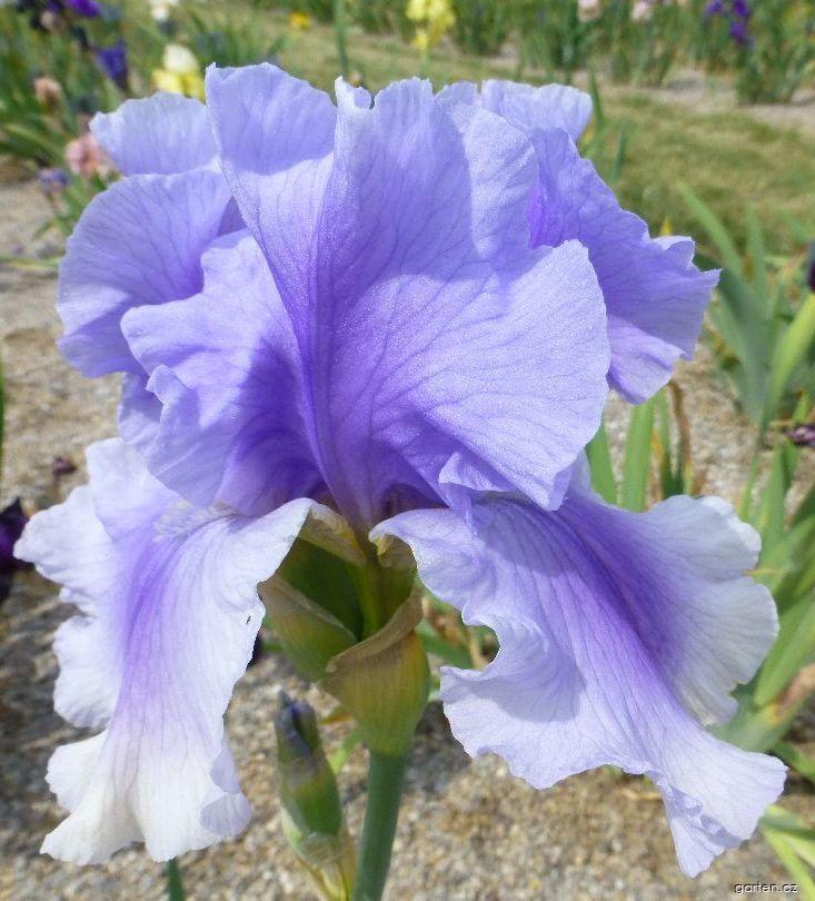 Iris barbata Olympiad (kosatec zahradní) Iris barbata Olympiad (kosatec zahradní)