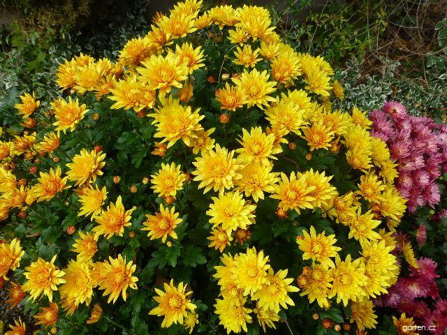 Chrysanthemum x morifolium Vlasta (listopadka zahradní) Chrysanthemum x morifolium Vlasta (listopadka zahradní)