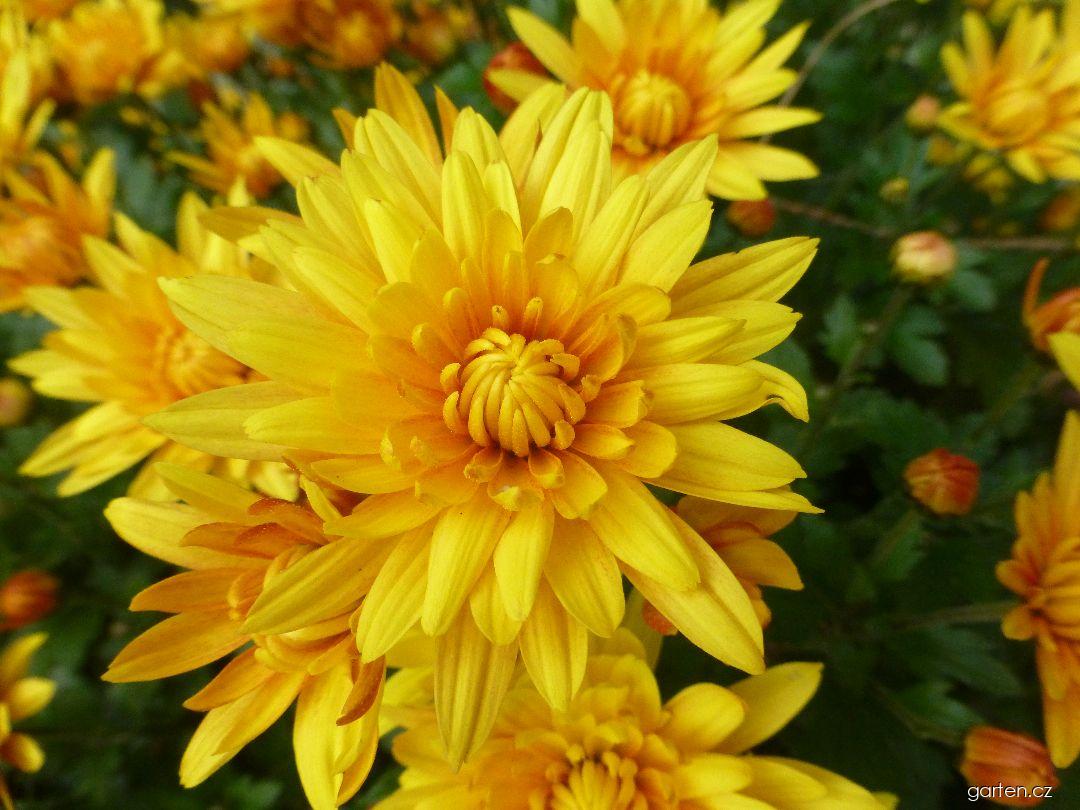 Chrysanthemum x morifolium Vlasta (listopadka zahradní) Chrysanthemum x morifolium Vlasta (listopadka zahradní)