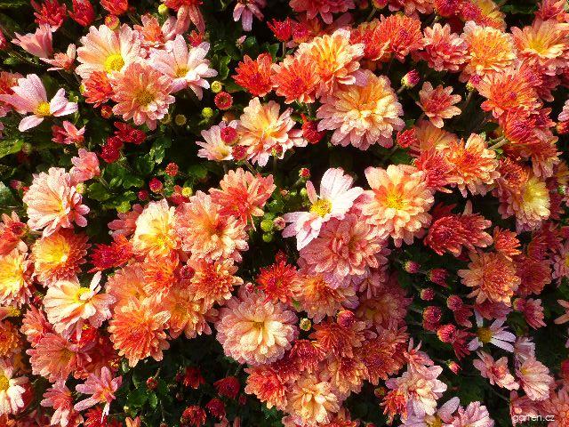 Chrysanthemum x morifolium Jitka bronzová (listopadka zahradní) Chrysanthemum x morifolium Jitka bronzová (listopadka zahradní)