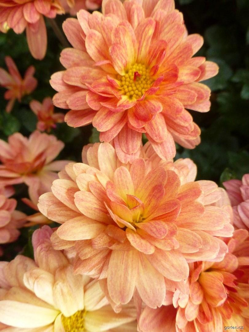 Chrysanthemum x morifolium Jitka bronzová (listopadka zahradní) Chrysanthemum x morifolium Jitka bronzová (listopadka zahradní)