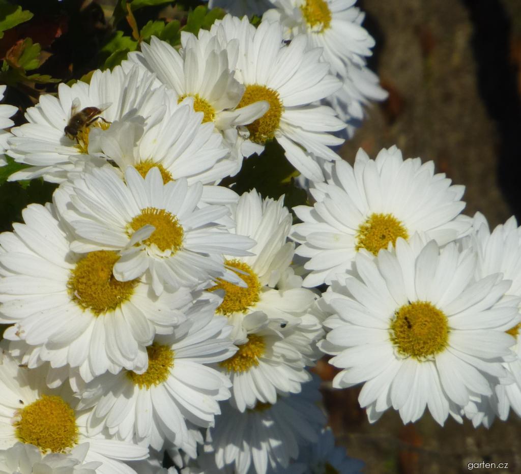 Chrysanthemum x morifolium Schneewittchen (listopadka zahradní) Chrysanthemum x morifolium Schneewittchen (listopadka zahradní)