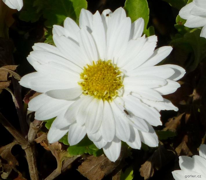 Chrysanthemum x morifolium Schneewittchen (listopadka zahradní) Chrysanthemum x morifolium Schneewittchen (listopadka zahradní)