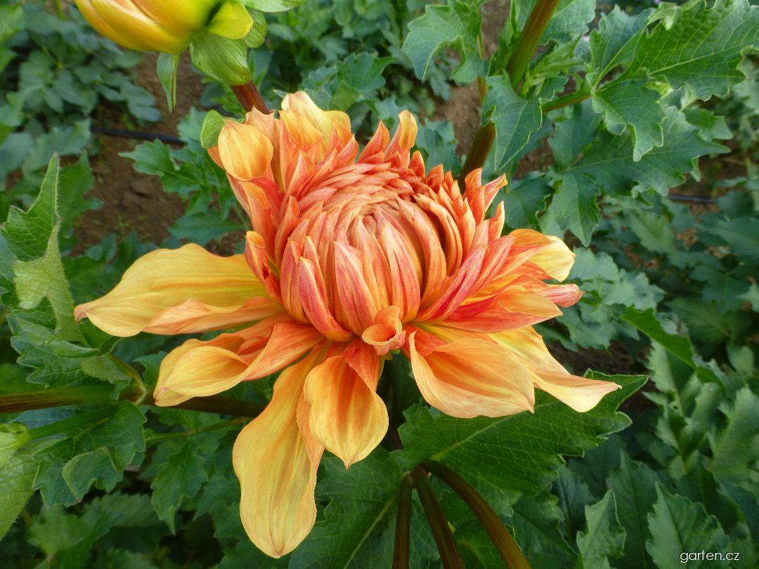 Dahlia Ben Huston (jiřina) Dahlia Ben Huston (jiřina)
