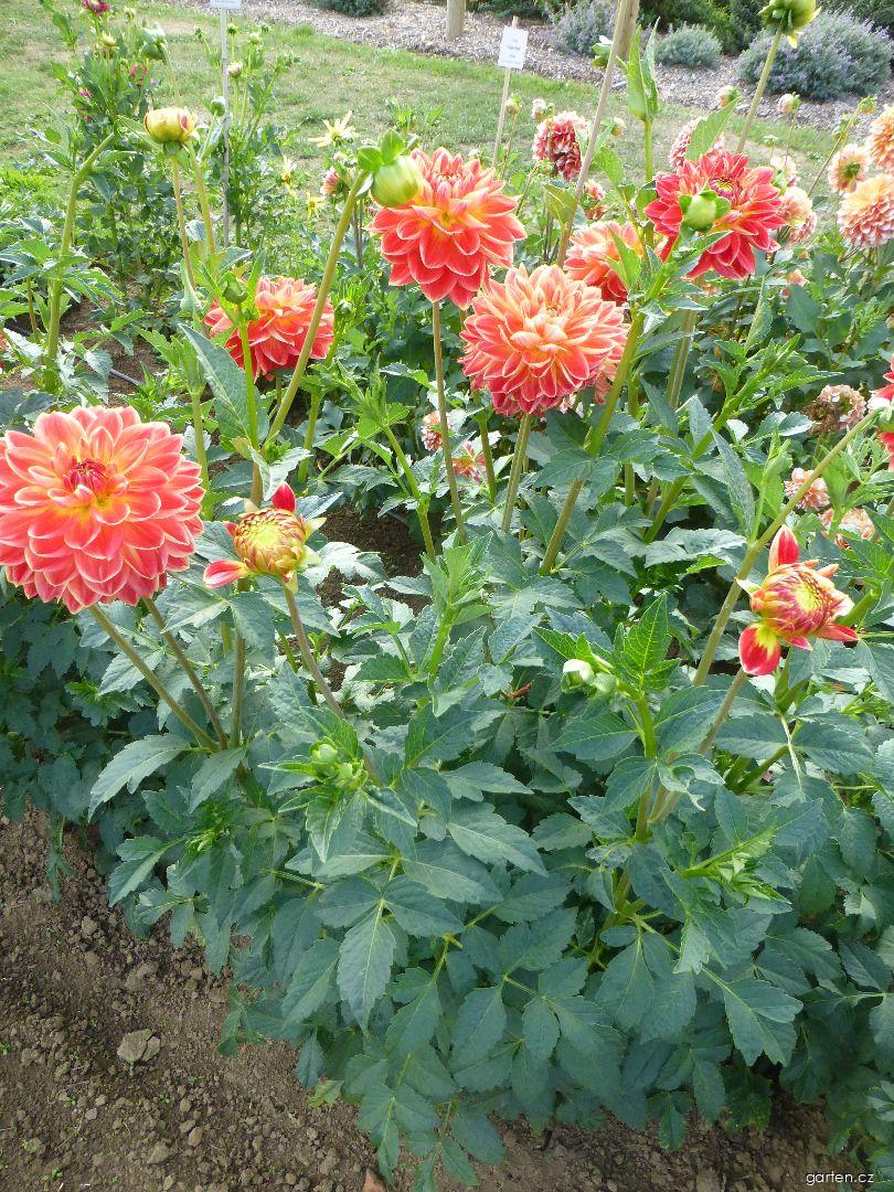 Dahlia Gunilda (jiřina) Dahlia Gunilda (jiřina)