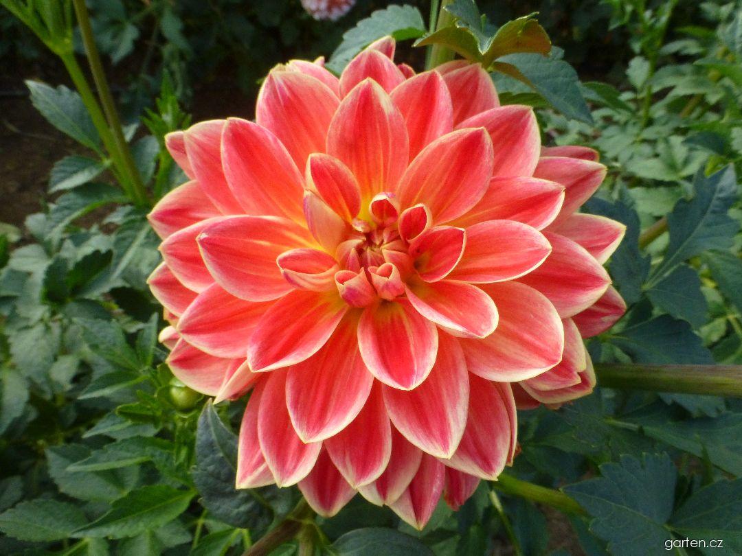 Dahlia Gunilda (jiřina) Dahlia Gunilda (jiřina)