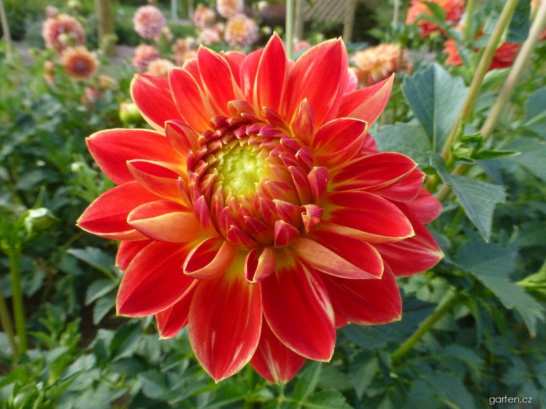 Dahlia Gunilda (jiřina) Dahlia Gunilda (jiřina)