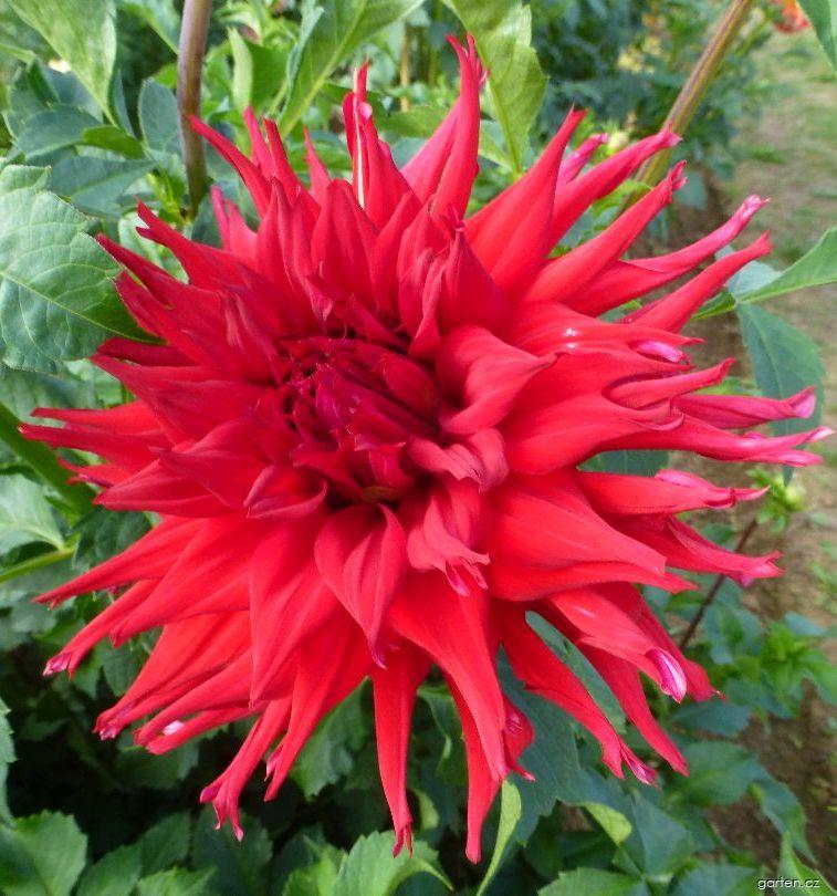 Dahlia Hakudoh (jiřina) Dahlia Hakudoh (jiřina)