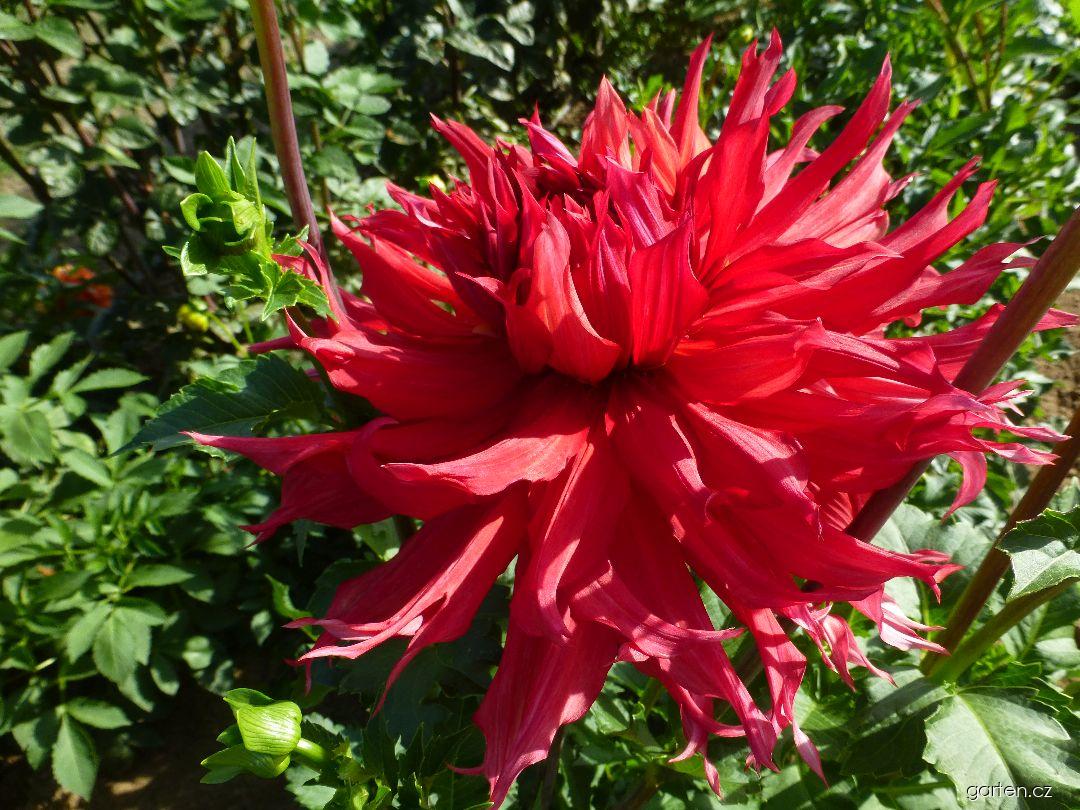 Dahlia Hakudoh (jiřina) Dahlia Hakudoh (jiřina)