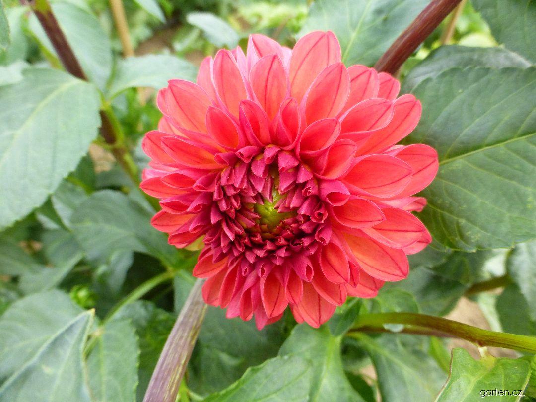 Dahlia Mas Cory (jiřina) Dahlia Mas Cory (jiřina)