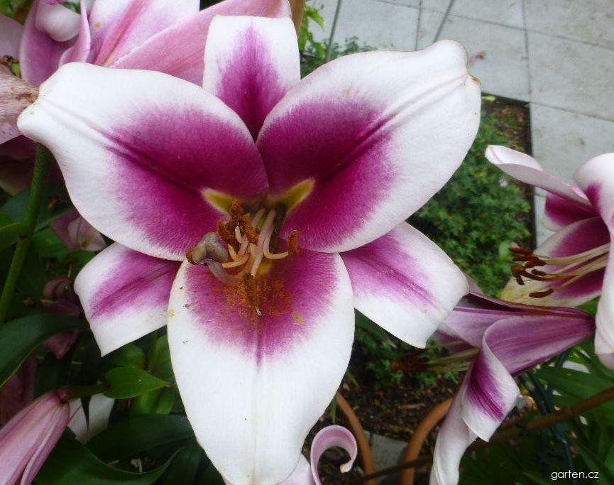 Lilium x hybridum Friso (lilie) Lilium x hybridum Friso (lilie)