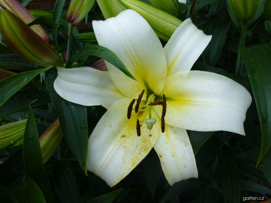 Lilium x hybridum Luson (lilie) Lilium x hybridum Luson (lilie)