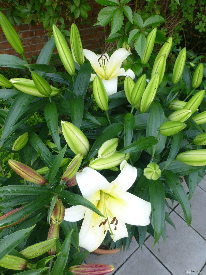 Lilium x hybridum Luson (lilie) Lilium x hybridum Luson (lilie)