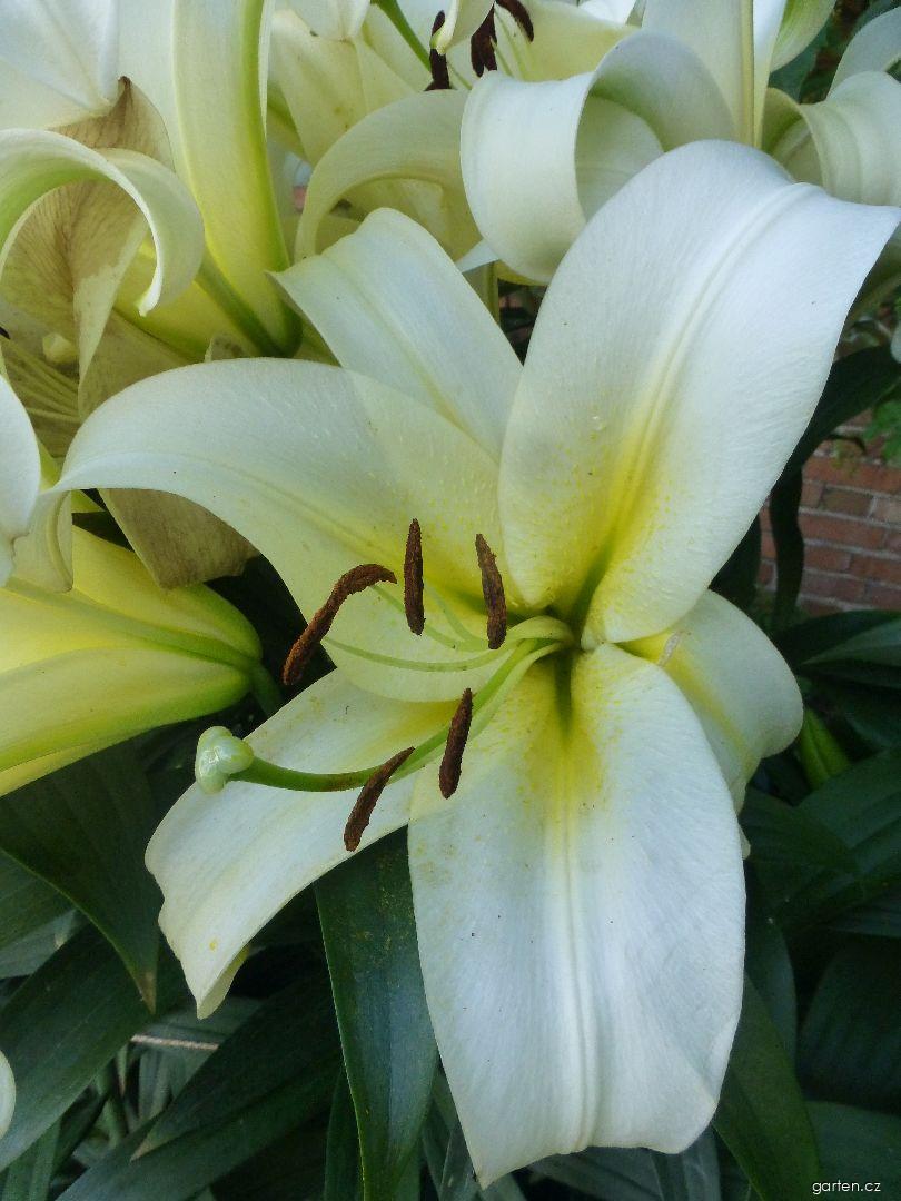 Lilium x hybridum Luson (lilie) Lilium x hybridum Luson (lilie)