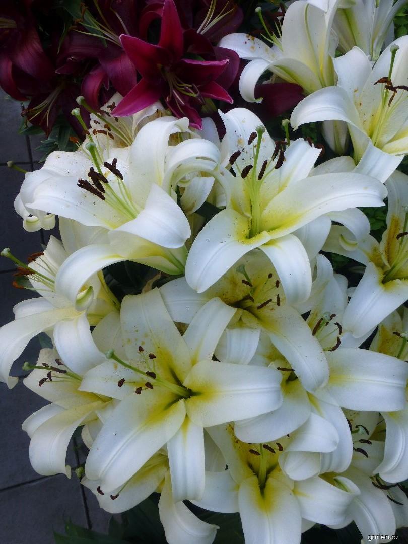Lilium x hybridum Luson (lilie) Lilium x hybridum Luson (lilie)