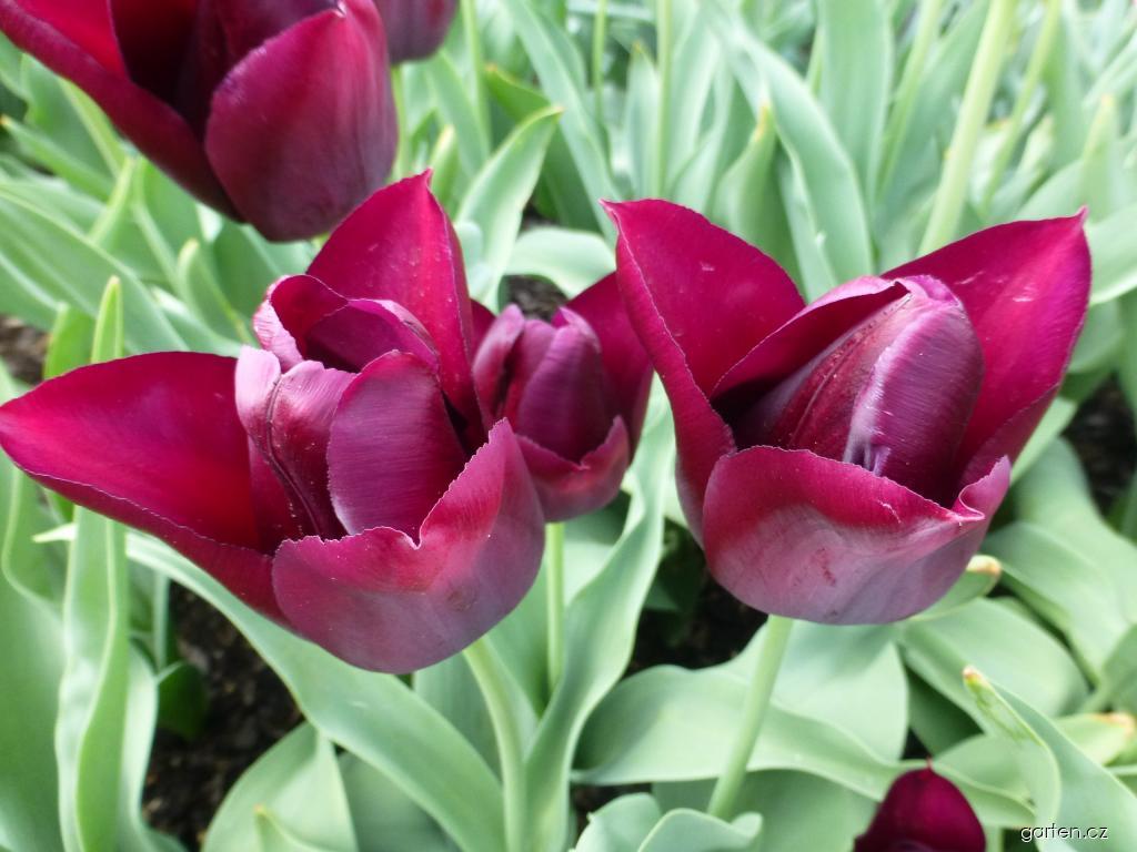 Tulipa Kavka (tulipán) Tulipa Kavka (tulipán)