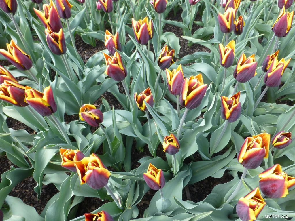 Tulipa Mandelík (tulipán) Tulipa Mandelík (tulipán)