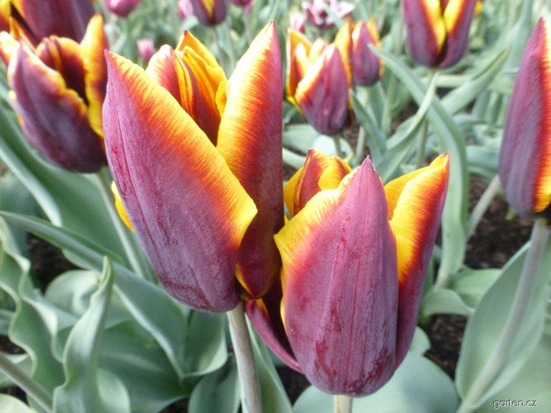 Tulipa Mandelík (tulipán) Tulipa Mandelík (tulipán)